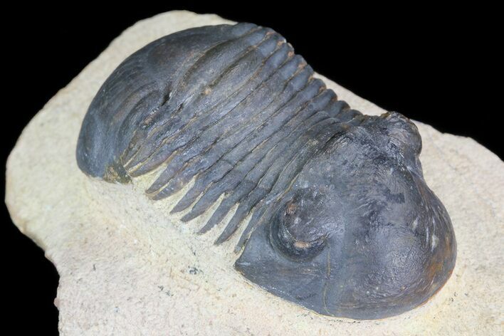 Paralejurus Trilobite Fossil - Foum Zguid, Morocco #75480